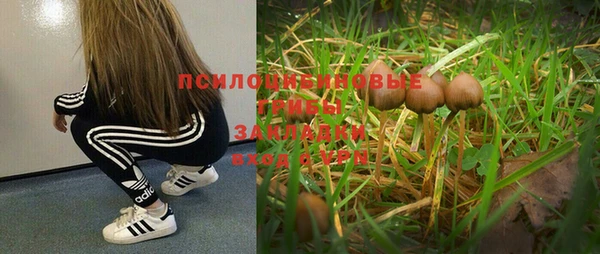 шишки Дмитриев